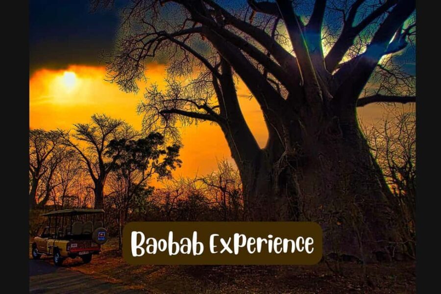 Victoria Falls: Vulture Safari and Bush Walk - What You’ll Love About This Tour