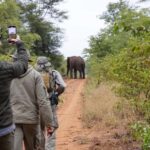 Victoria Falls: Walking Safari - Why This Safari Could Be Your Perfect Match