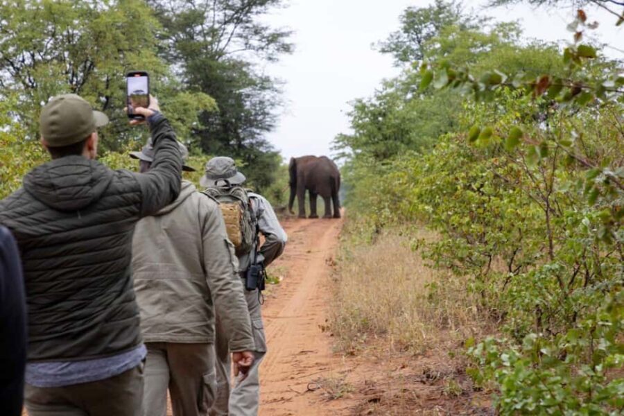 Victoria Falls: Walking Safari - Why This Safari Could Be Your Perfect Match