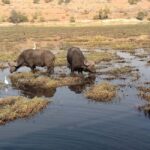 Victoria Falls: Zambezi River Sunset Cruise with Drinks - An Authentic Sunset on the Zambezi: What You’ll Experience