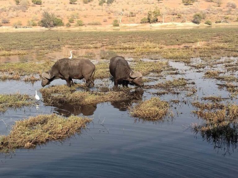 Victoria Falls: Zambezi River Sunset Cruise with Drinks - An Authentic Sunset on the Zambezi: What You’ll Experience