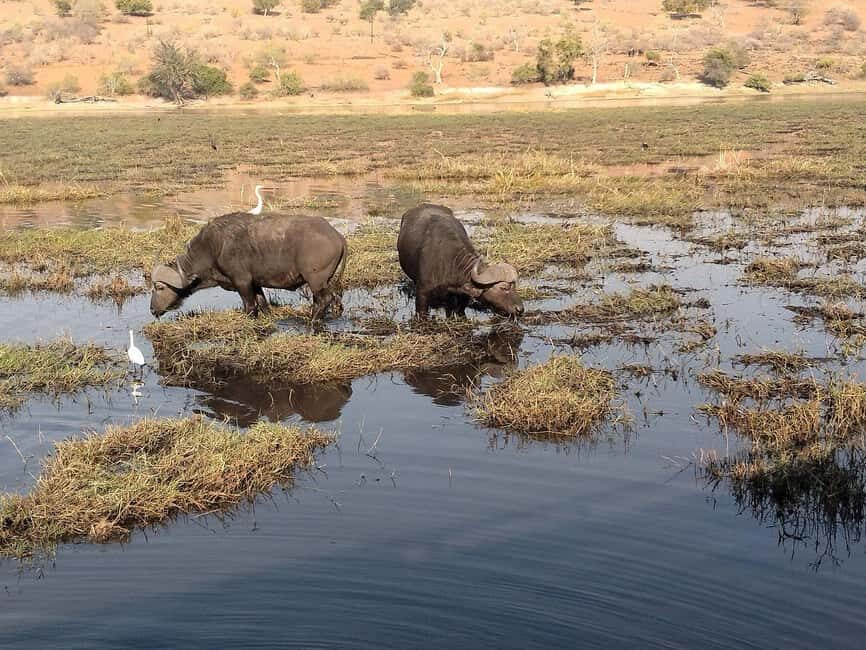 Victoria Falls: Zambezi River Sunset Cruise with Drinks - An Authentic Sunset on the Zambezi: What You’ll Experience