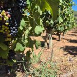 Vineyard Tour: Wine tasting, cheese and walking in Franschhoek - The Itinerary Breakdown