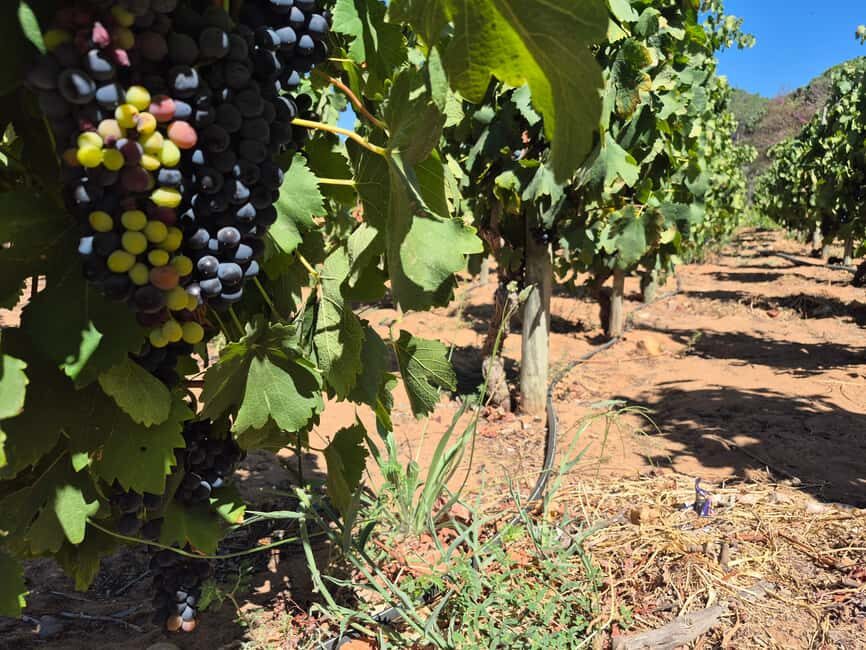 Vineyard Tour: Wine tasting, cheese and walking in Franschhoek - The Itinerary Breakdown