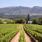 Vineyard Voyages Private Tour: Cape Town to Stellenbosch - What Makes This Tour Stand Out?