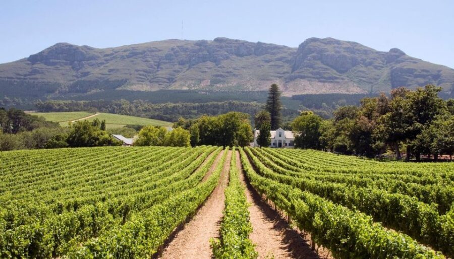Vineyard Voyages Private Tour: Cape Town to Stellenbosch - What Makes This Tour Stand Out?