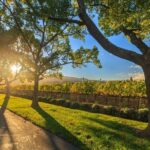 VIP Swan Valley Wine Tour - Premium Small Group Wine & Gourmet Experience - Transport, Group Size, and Overall Value