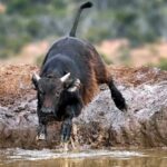 Visit Port Elizabeth :Addo Elephant Park Wildlife Safari - The Value of This Safari Experience