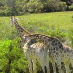Visit Port Elizabeth :Kragga Kamma Wildlife Bus/Car tour - Exploring Port Elizabeths Historic and Cultural Landmarks