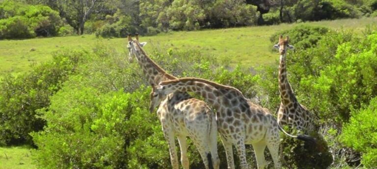 Visit Port Elizabeth :Kragga Kamma Wildlife Bus/Car tour - Exploring Port Elizabeths Historic and Cultural Landmarks