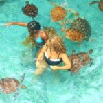 Visit spicefarm,jozani forest and Visit Sea turtle sanctuary - The Sum Up