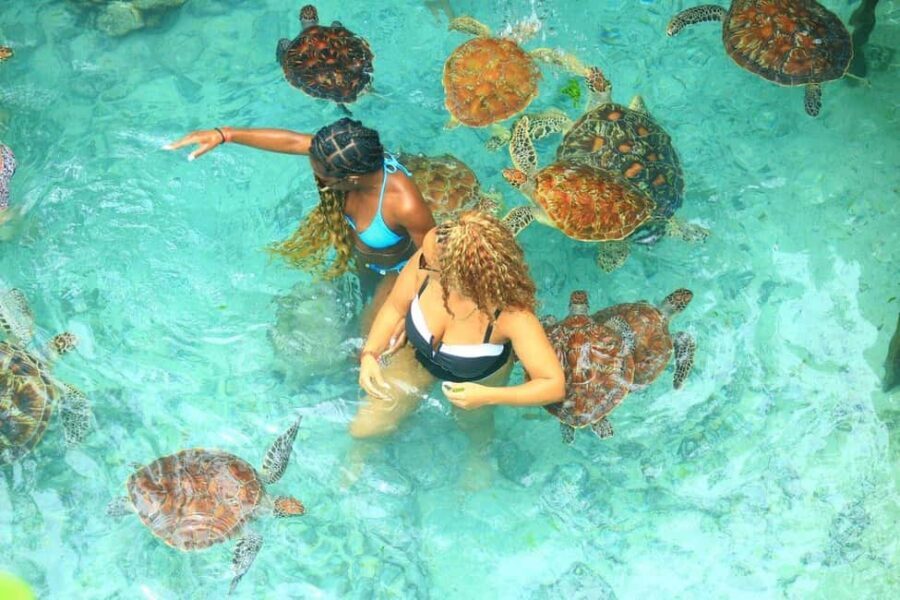 Visit spicefarm,jozani forest and Visit Sea turtle sanctuary - The Sum Up