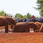 Visit to David Sheldrick Elephant Orphanage Tour - Who Will Love This Experience?