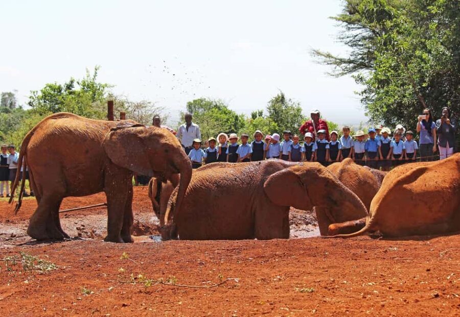 Visit to David Sheldrick Elephant Orphanage Tour - Who Will Love This Experience?