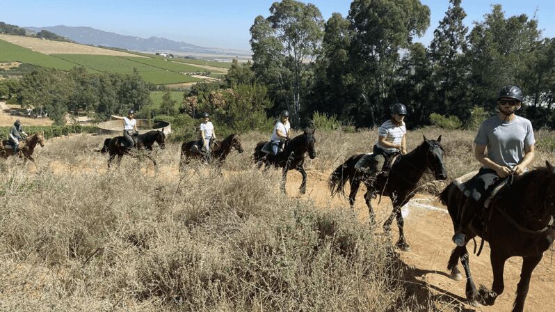 Vrede en Lust Wine Estate: 2H Horse Trail - An Authentic Ride Through the Heart of Franchhoek