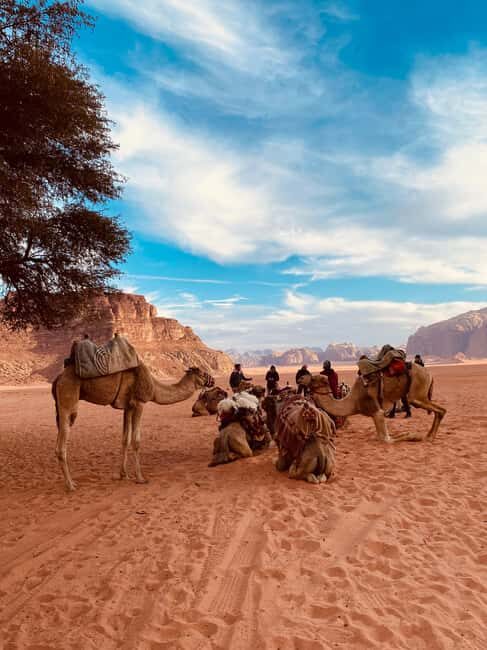 Wadi Rum: camel ride with traditional tea tasting - The Bedouin Tea Tasting: A Cultural Highlight