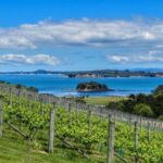 Waiheke Island: Afternoon Wine Tour with Oceanfront Lunch - Who Is This Tour Best For?
