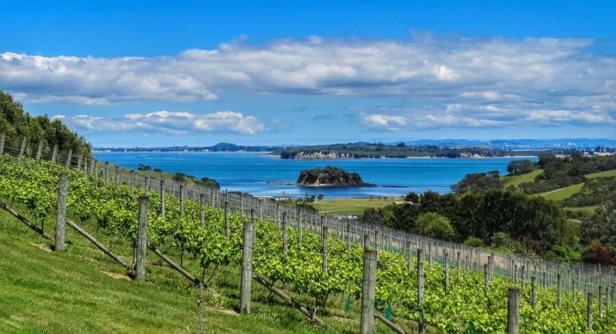 Waiheke Island: Afternoon Wine Tour with Oceanfront Lunch - Who Is This Tour Best For?
