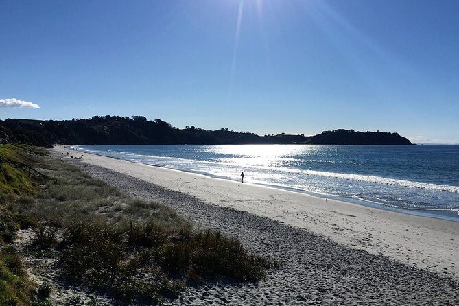 Waiheke Island Bush & Beach Walk - Why Guides Make All the Difference