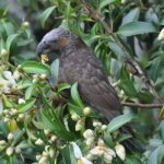 Waiheke Island Private Birding Tour - An In-Depth Look at the Waiheke Island Private Birding Tour