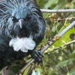 Waiheke Island: Private Birding Tour | Terra & Tide - Detailed Breakdown of the Itinerary