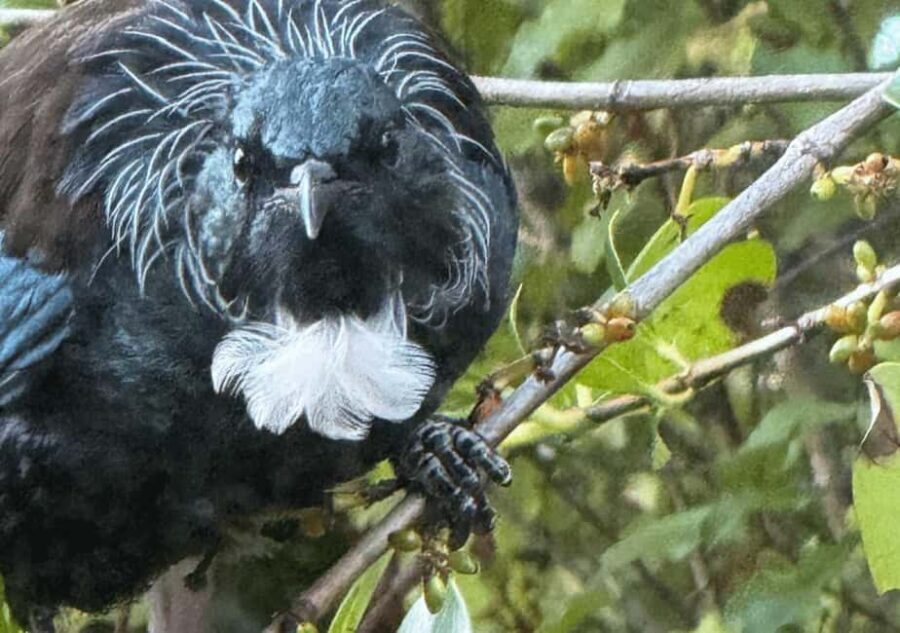 Waiheke Island: Private Birding Tour | Terra & Tide - Detailed Breakdown of the Itinerary