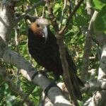 Waiheke Island: Private Guided Te Ara Hura 5-Day Walk - What to Expect on the Tour