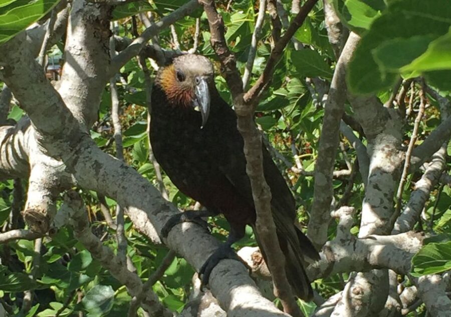 Waiheke Island: Private Guided Te Ara Hura 5-Day Walk - What to Expect on the Tour