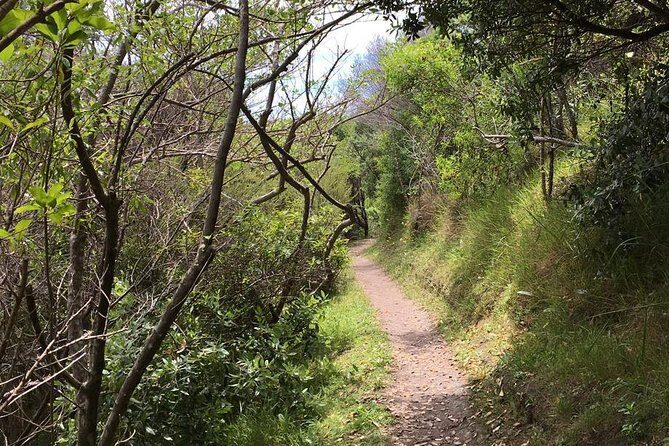 Waiheke Island Vineyards and Bush Walk - Practical Details and Tips