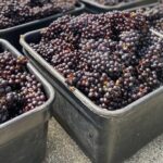 Waiheke Island Winery Tour - What to Expect in Terms of Logistics