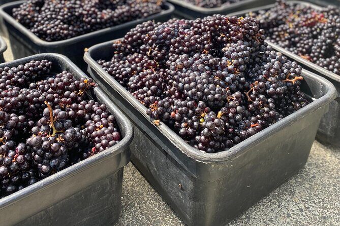 Waiheke Island Winery Tour - What to Expect in Terms of Logistics