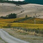 Waipara Valley Winery Tour Wine Tastings and Scenic Views - The Advantages of a Guided, Small-Group Tour