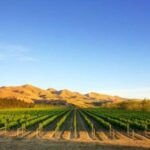 Waipara Wine Tour from Christchurch - including Lunch & Tastings - Practical Details & Tips