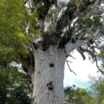 WAIPOUA FOREST Tane Mahuta & KAURI MUSEUM Day Tour from Auckland - What’s Included and What to Consider