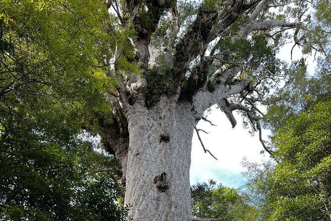 WAIPOUA FOREST Tane Mahuta & KAURI MUSEUM Day Tour from Auckland - What’s Included and What to Consider