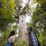 Waipoua KAURI Forest, Tane Mahuta & Museum Tour Ex Auckland - Entering Waipoua Forest: Walking Among Giants