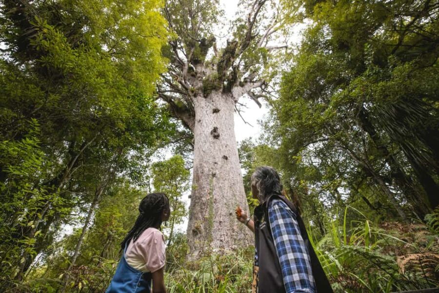 Waipoua KAURI Forest, Tane Mahuta & Museum Tour Ex Auckland - Entering Waipoua Forest: Walking Among Giants
