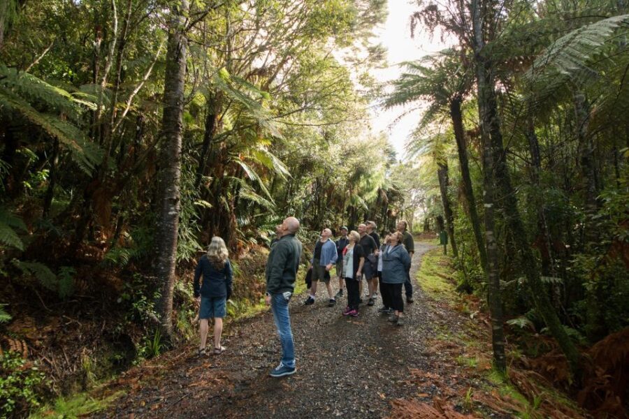 Waitakere Ranges Wilderness Experience Tour from Auckland - Why Choose This Tour?