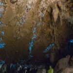 Waitangi: Kawiti Glow Worm Cave & Opua Kauri Forest Walk - A Dive into Maori Culture & Local Landmarks