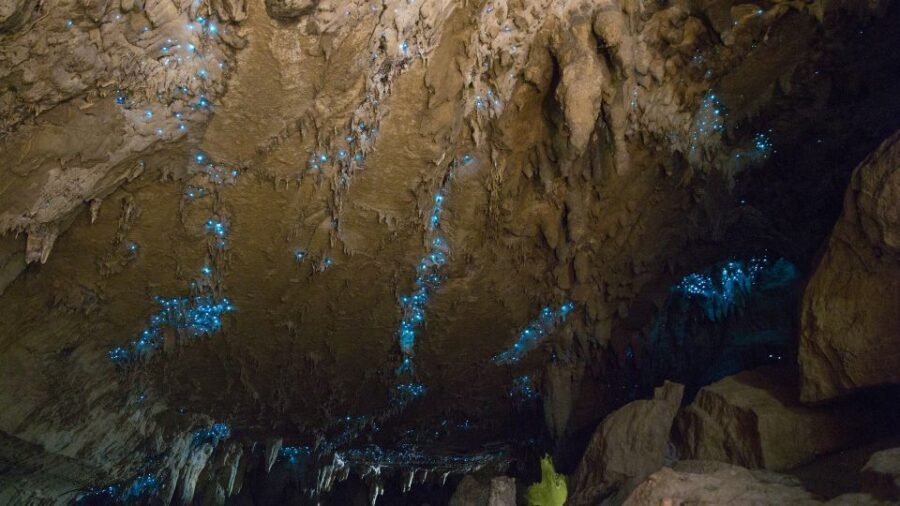 Waitangi: Kawiti Glow Worm Cave & Opua Kauri Forest Walk - A Dive into Maori Culture & Local Landmarks