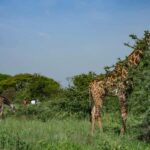 Walk With Giraffes: Entry Ticket - What to Expect During Your Tour