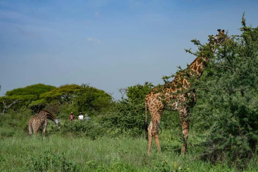 Walk With Giraffes: Entry Ticket - What to Expect During Your Tour