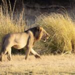 WALKING SAFARI - In-Depth Look at the Tour