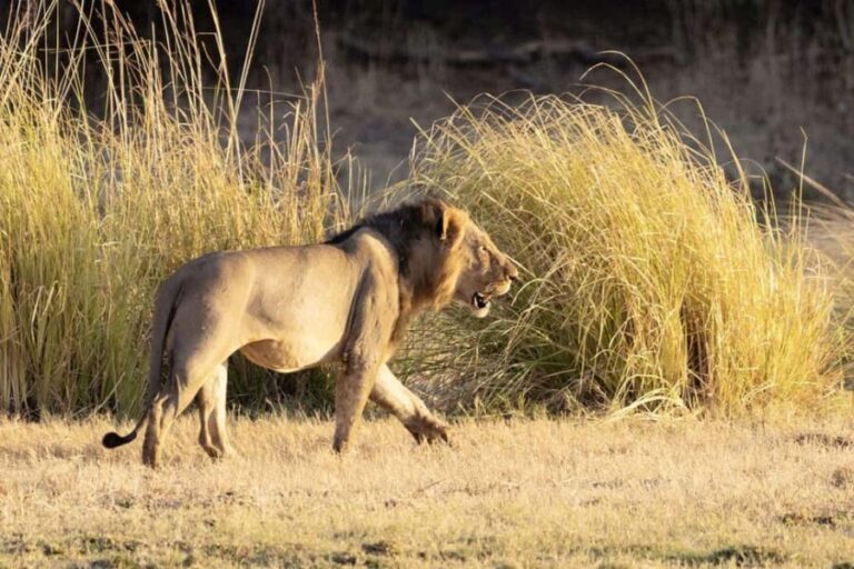 WALKING SAFARI - In-Depth Look at the Tour
