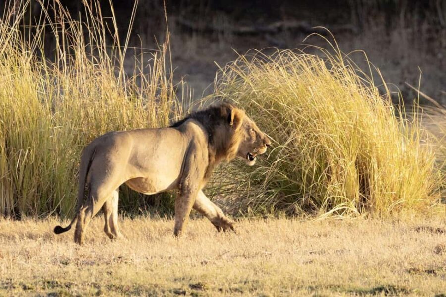 WALKING SAFARI - In-Depth Look at the Tour