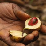 Walking Stone Town Tour + Spice Farm Tour with Guide - FAQ