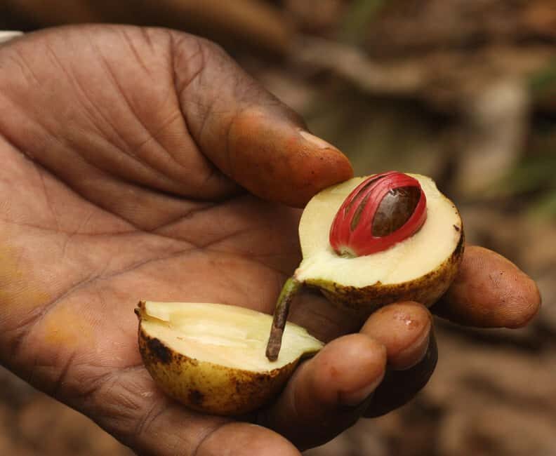 Walking Stone Town Tour + Spice Farm Tour with Guide - FAQ
