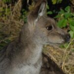 Walking with Wild Kangaroos Private Half-Day Trip from Sydney - Whats Included and Whats Not?