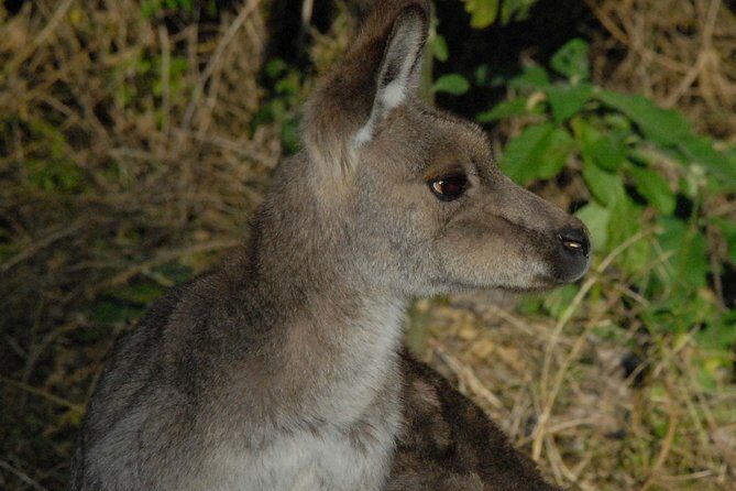 Walking with Wild Kangaroos Private Half-Day Trip from Sydney - Whats Included and Whats Not?