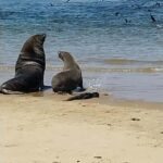Walvis Bay: Kayaking and Sandwich Harbour Full-Day Tour - Why This Tour Works for Travelers